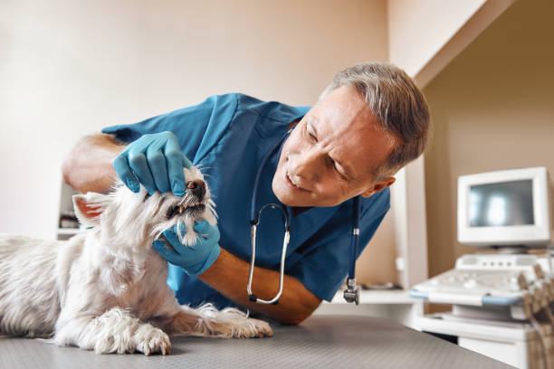 Best Emergency Gum Treatment in Beacon Hill, WA